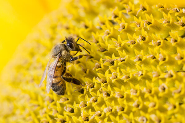 Biodiversity bees