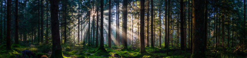 Seeing ESG in a Forest of Risk Strategies: Michael Rasmussen